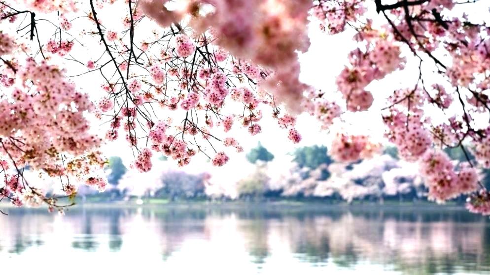 Cherry Blossoms Wallpaper Cherry Blossom Wallpaper - Cherry Blossom , HD Wallpaper & Backgrounds