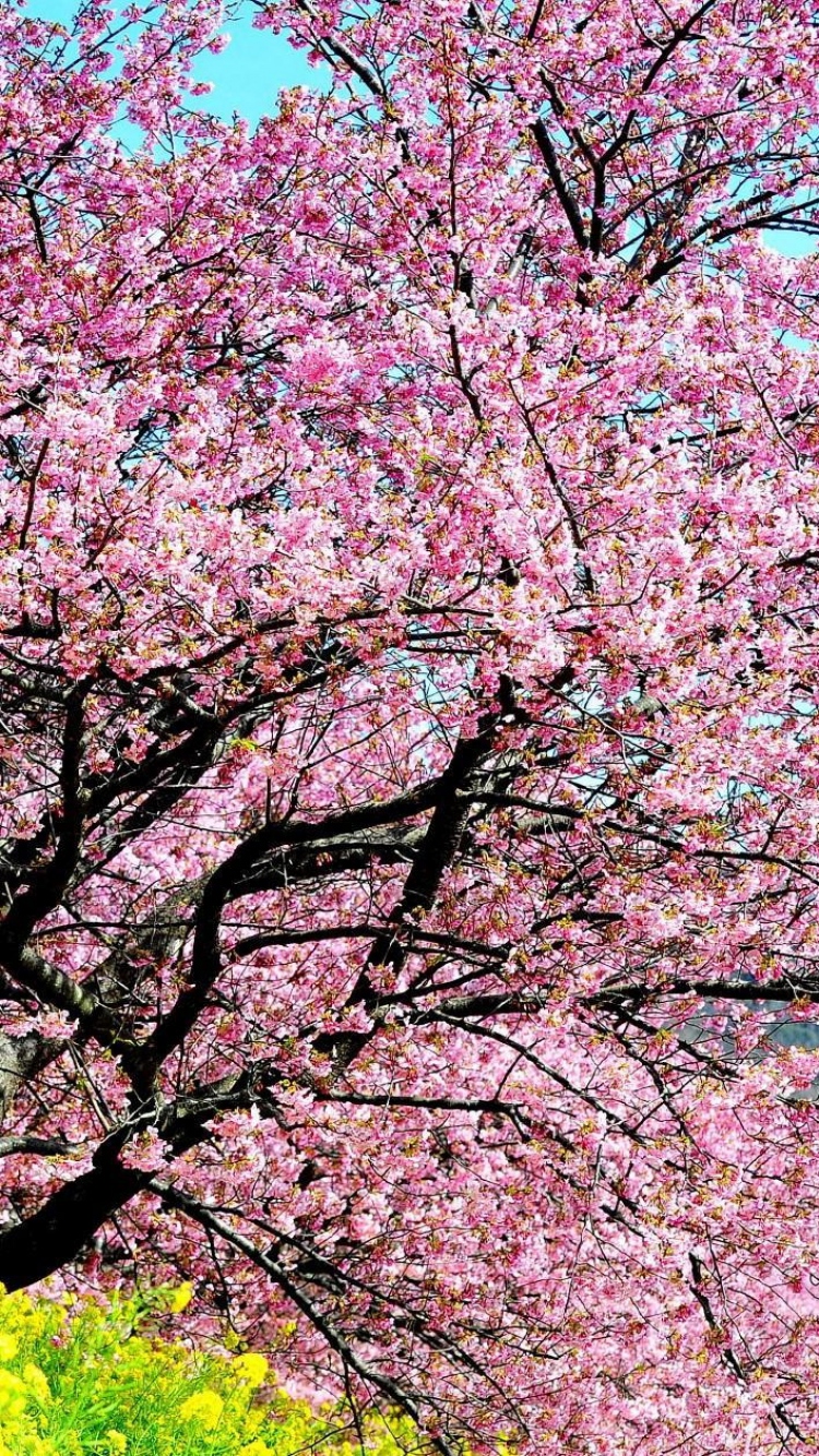 Cherry Blossom Tree Spring , HD Wallpaper & Backgrounds