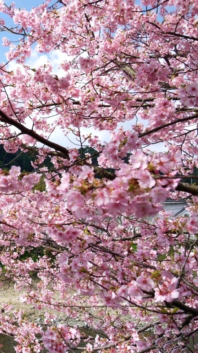 Cherry Blossoms Wallpapers Blossom Wallpaper Hd Free - Cherry Blossoms In Japan Iphone6 , HD Wallpaper & Backgrounds
