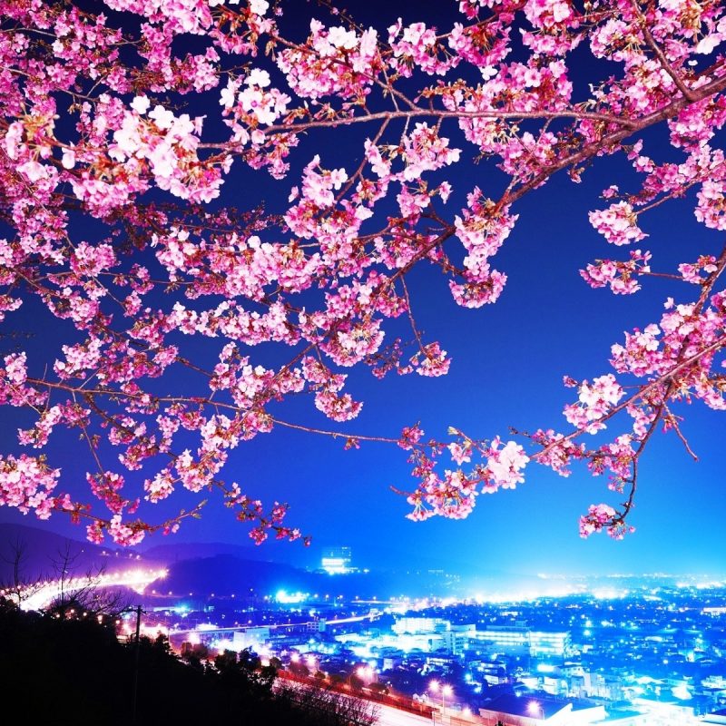 10 New Cherry Blossom Wallpaper Night Full Hd 1080p - Macbook Wallpaper Cherry Blossom Hd , HD Wallpaper & Backgrounds