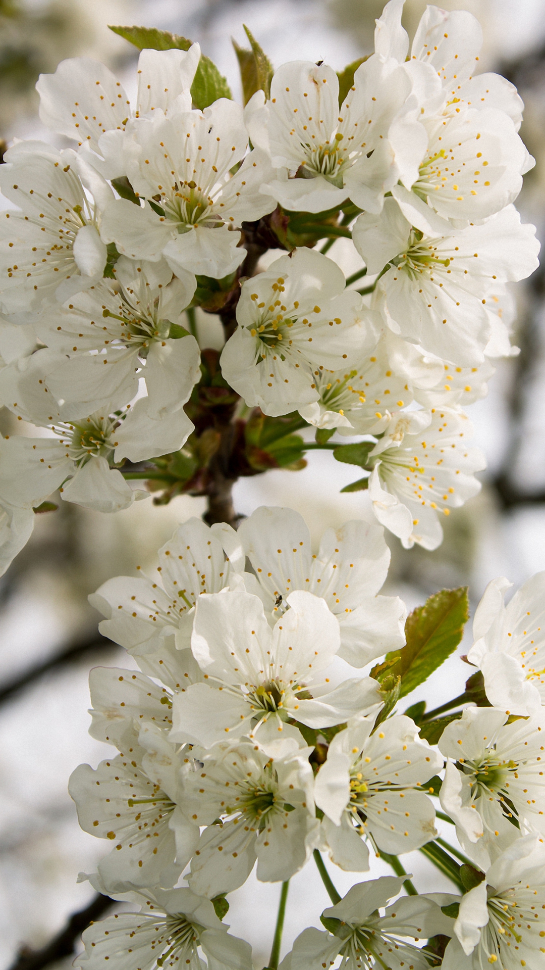 Nice Cherry Blossoms Iphone 6 Wallpapers Hd - Mobile Phone , HD Wallpaper & Backgrounds