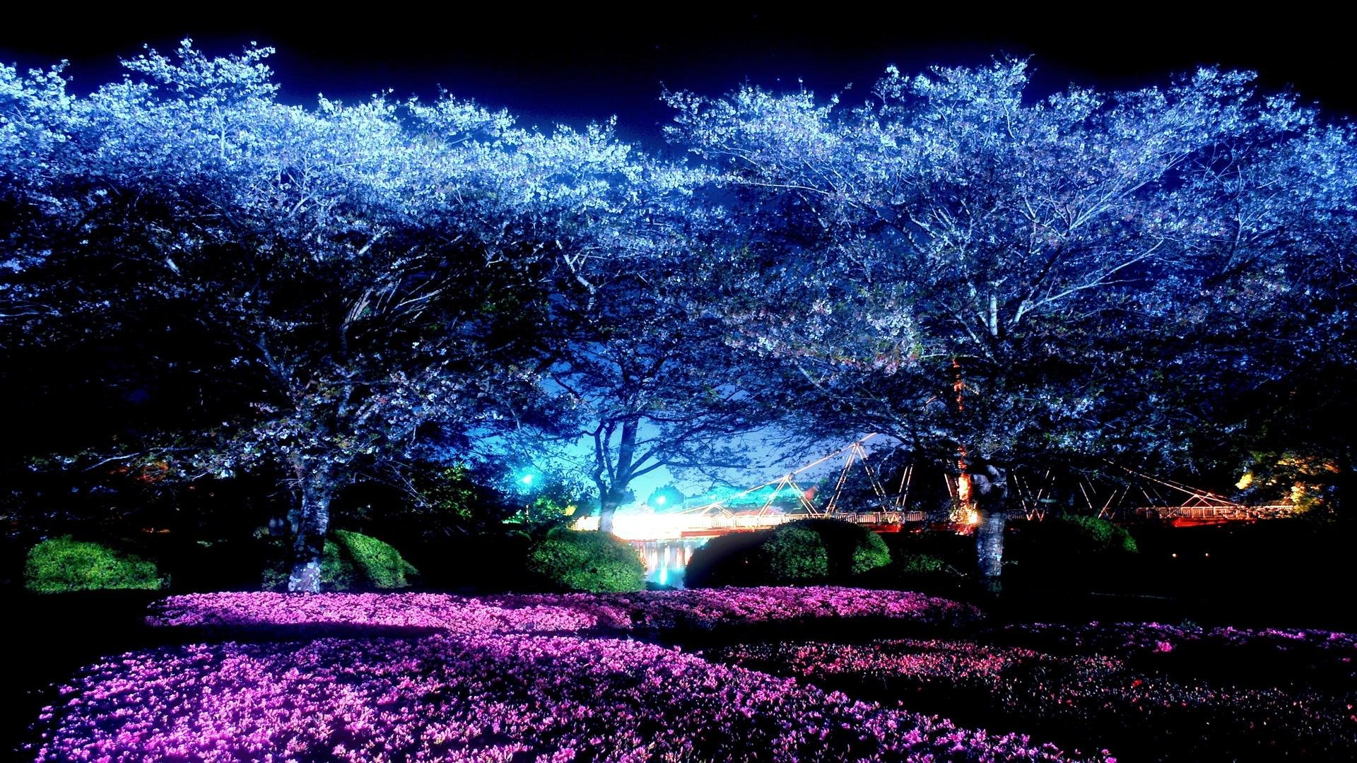 Moonlight Park Night Cherry Blossoms Wallpaper - Dark Cherry Blossom Background , HD Wallpaper & Backgrounds
