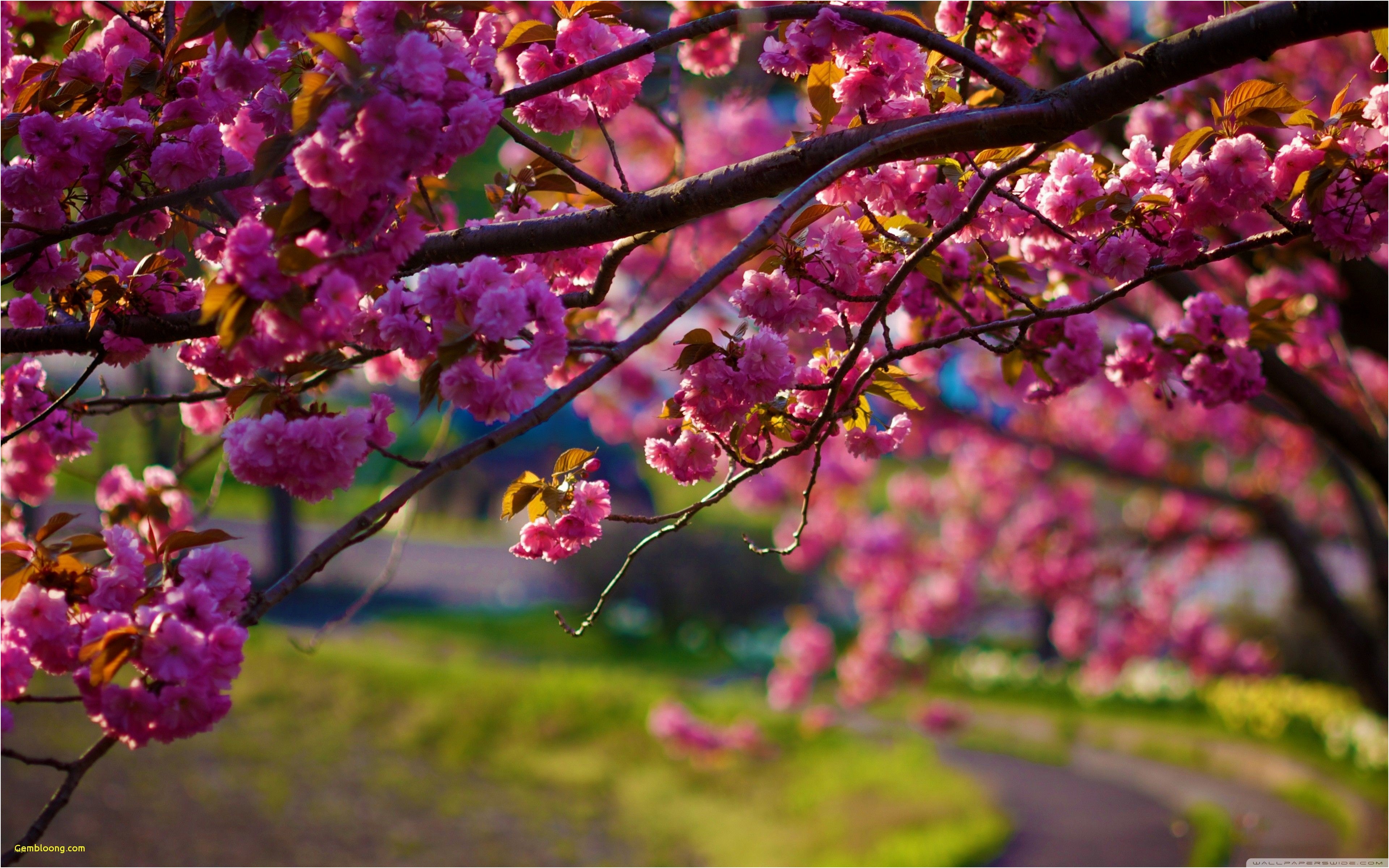 Cherry Blossoms Wallpaper Beautiful Hd Amazing View - Hd Wallpapers Nature Spring , HD Wallpaper & Backgrounds