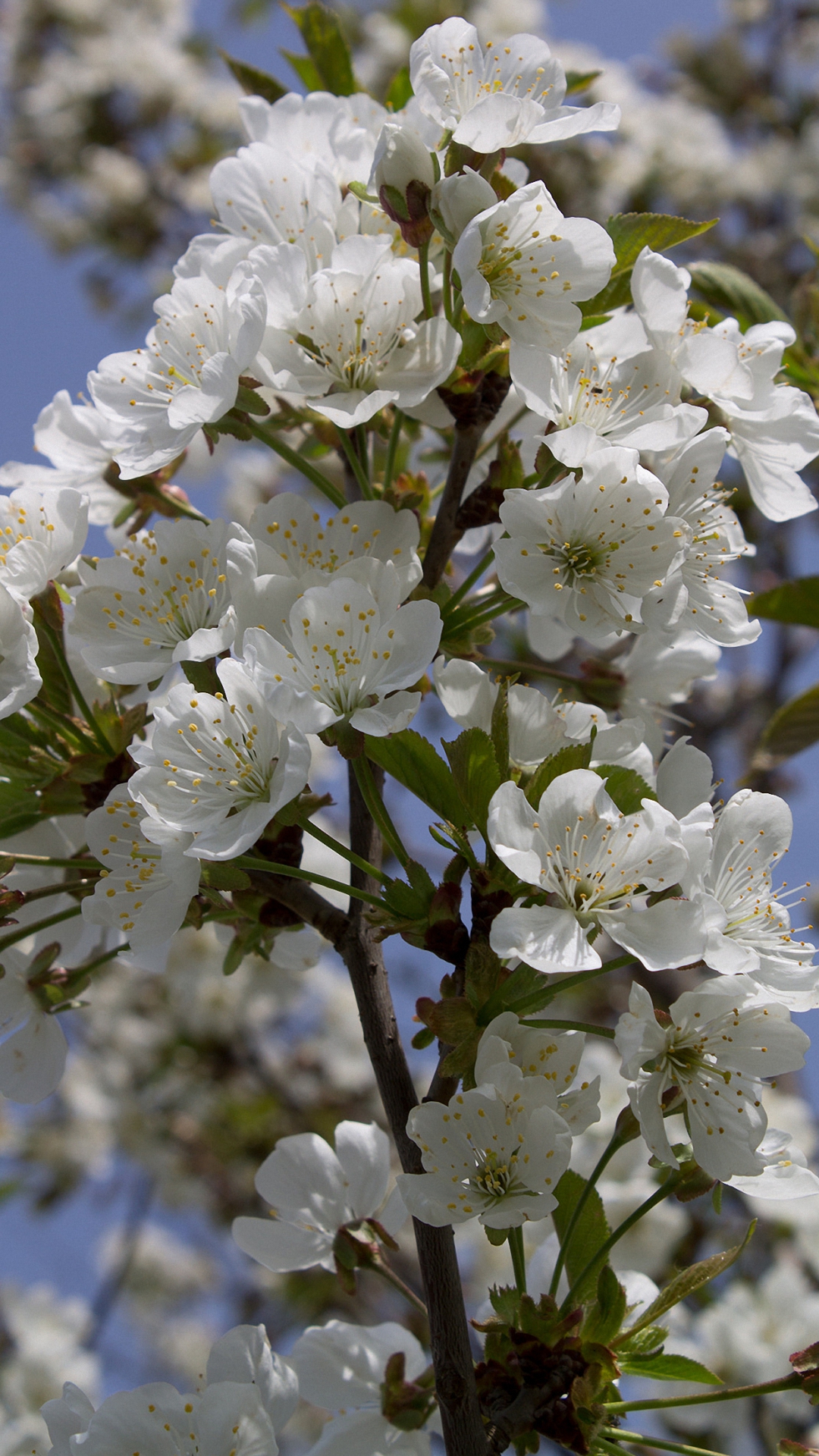 Cherry Blossoms Flower Iphone 6 Wallpapers Hd - Mobile Phone , HD Wallpaper & Backgrounds