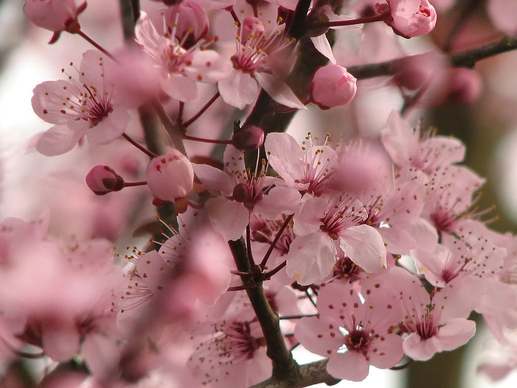 Colors Images Beautiful Pink Cherry Blossom Wallpaper - Chinese Cherry Blossom Flowers , HD Wallpaper & Backgrounds