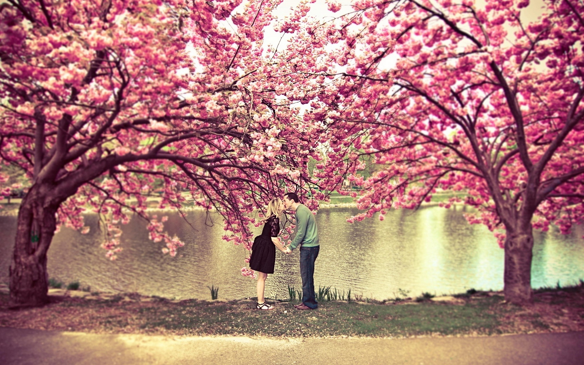Spring Blossom Love Kiss - Romantic Pink , HD Wallpaper & Backgrounds
