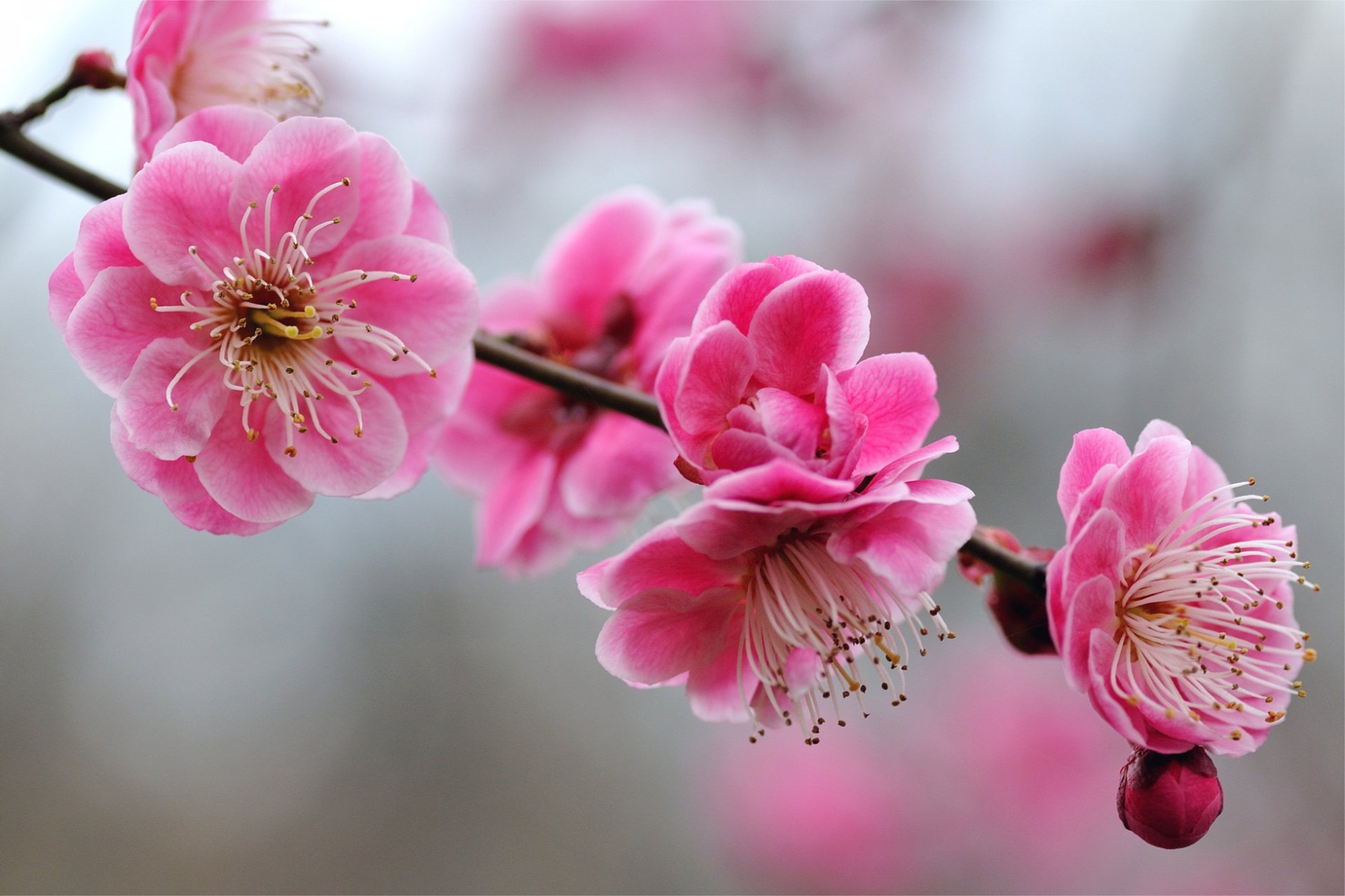 Apricot Tree Wallpaper Hd - Pink Flower With Branches , HD Wallpaper & Backgrounds