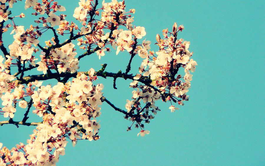 Cherry Tree Wallpaper Cherry Blossoms Flowers Wallpapers Little