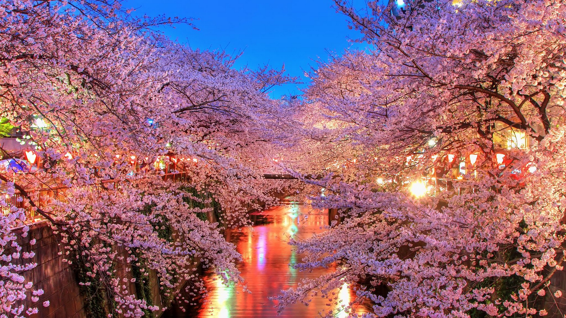 Wallpaper O-hanami, Blossom, Sakura, Japan - Sakura Hd Wallpaper 1080p , HD Wallpaper & Backgrounds