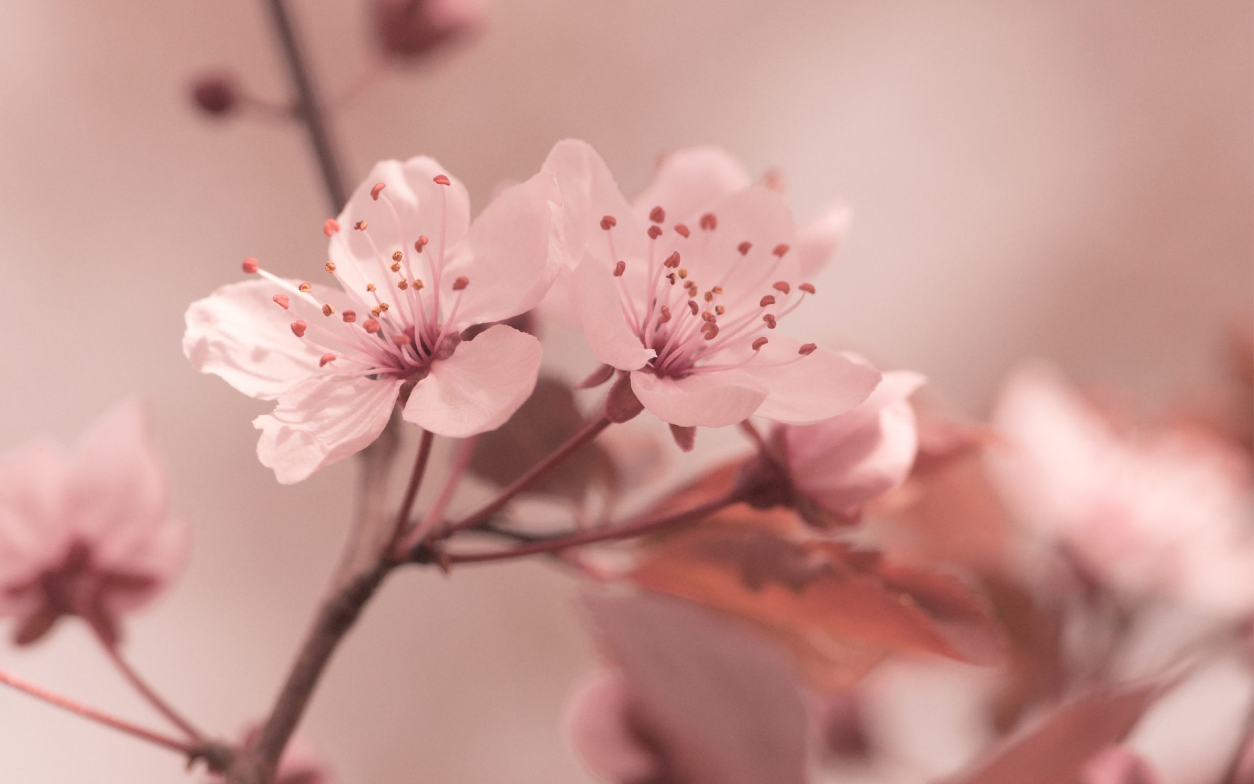Sakura Flower High Sakura Flower Hd - Desktop Wallpaper Hd Sakura , HD Wallpaper & Backgrounds