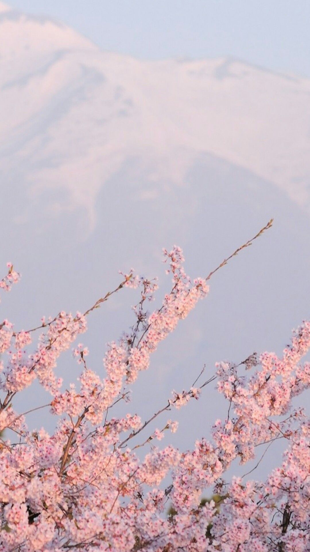 Sakura Wallpaper - Sakura , HD Wallpaper & Backgrounds