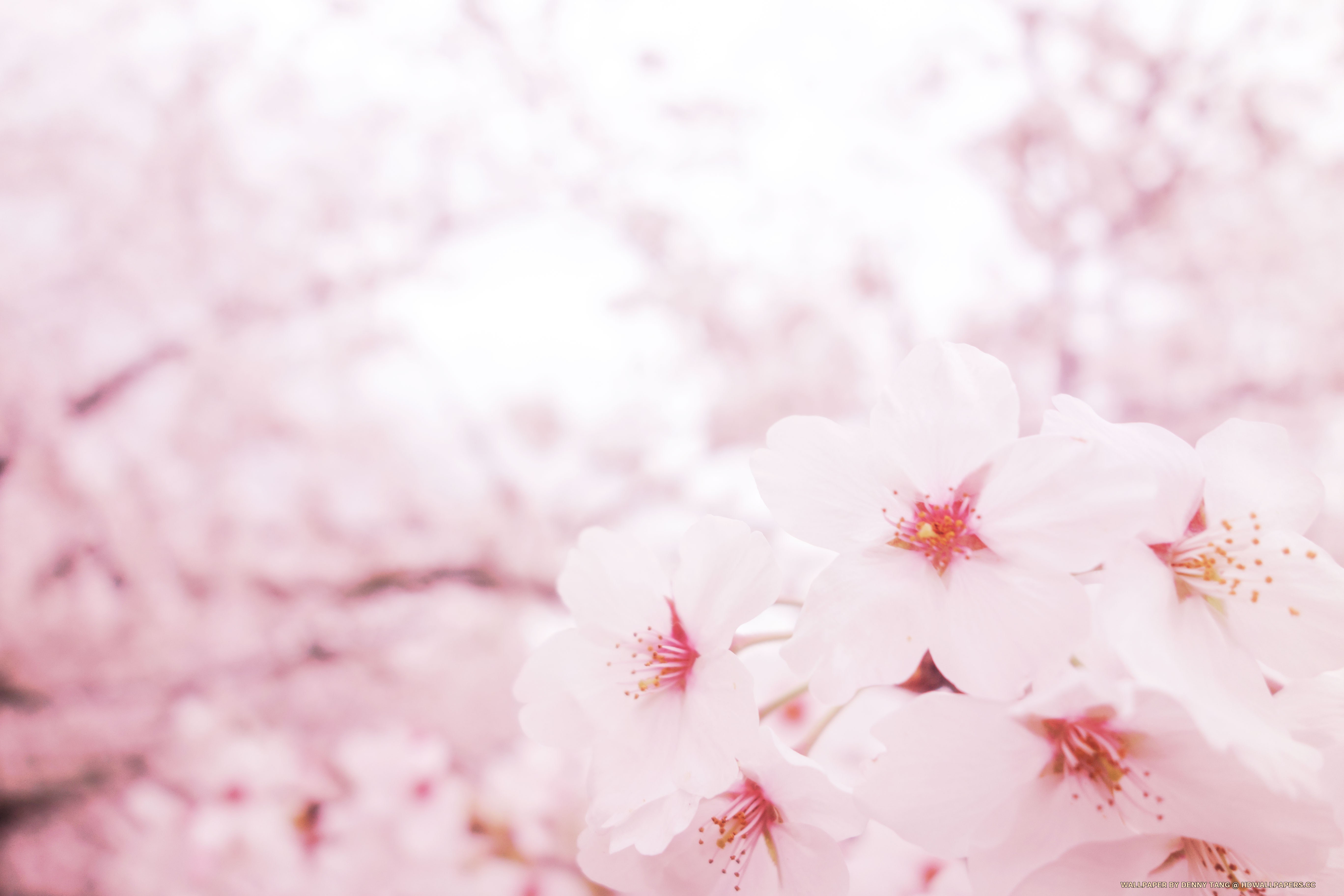 Pink Sakura 5k Uhd Wallpaper - Pink Sakura Wallpaper Hd , HD Wallpaper & Backgrounds