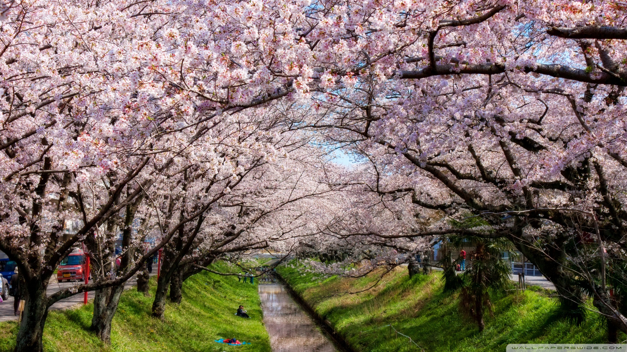 Sakura Wallpaper - Sakura 1366 X 768 , HD Wallpaper & Backgrounds