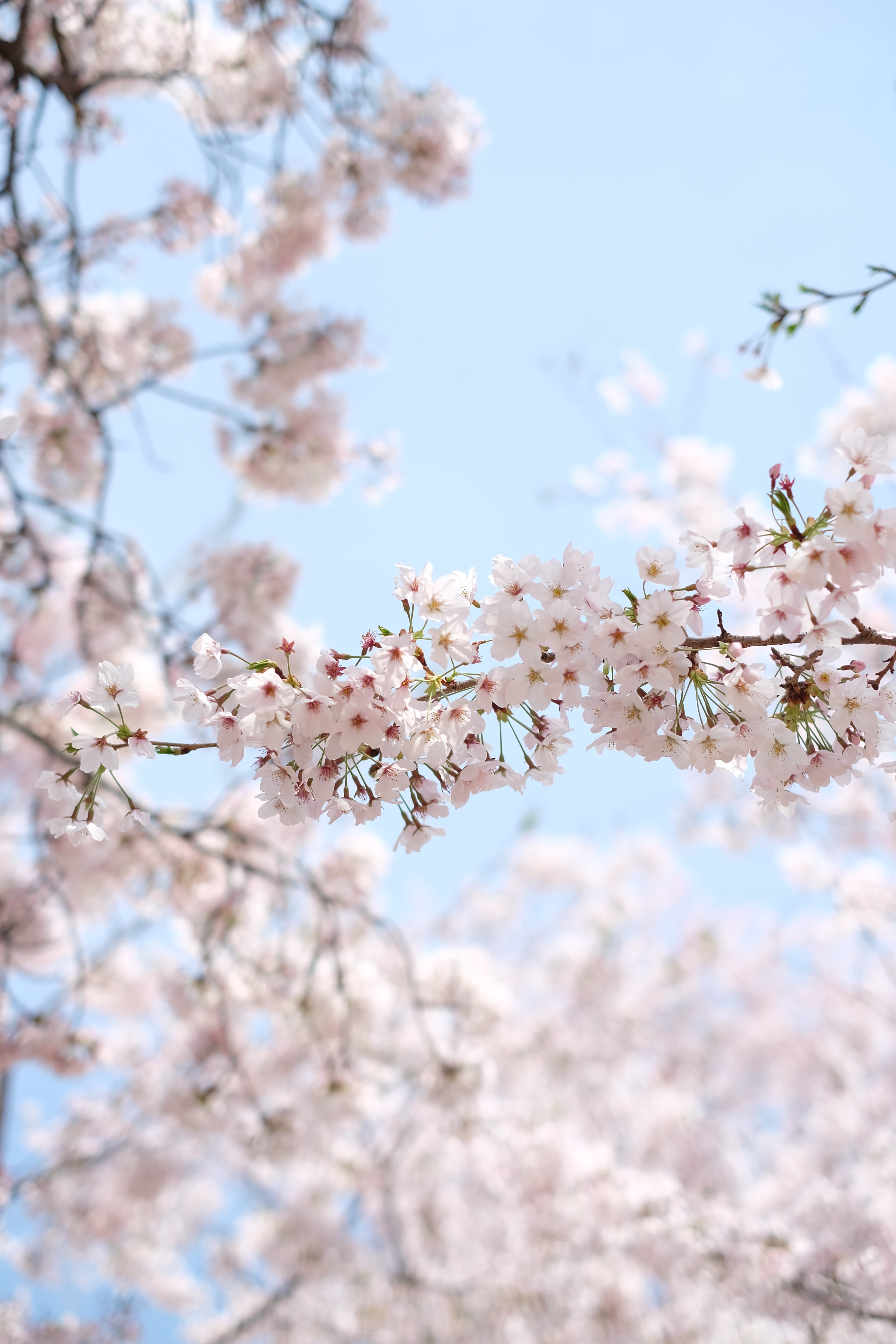 Sakura Wallpaper 4k - Cherry Blossom Korea , HD Wallpaper & Backgrounds