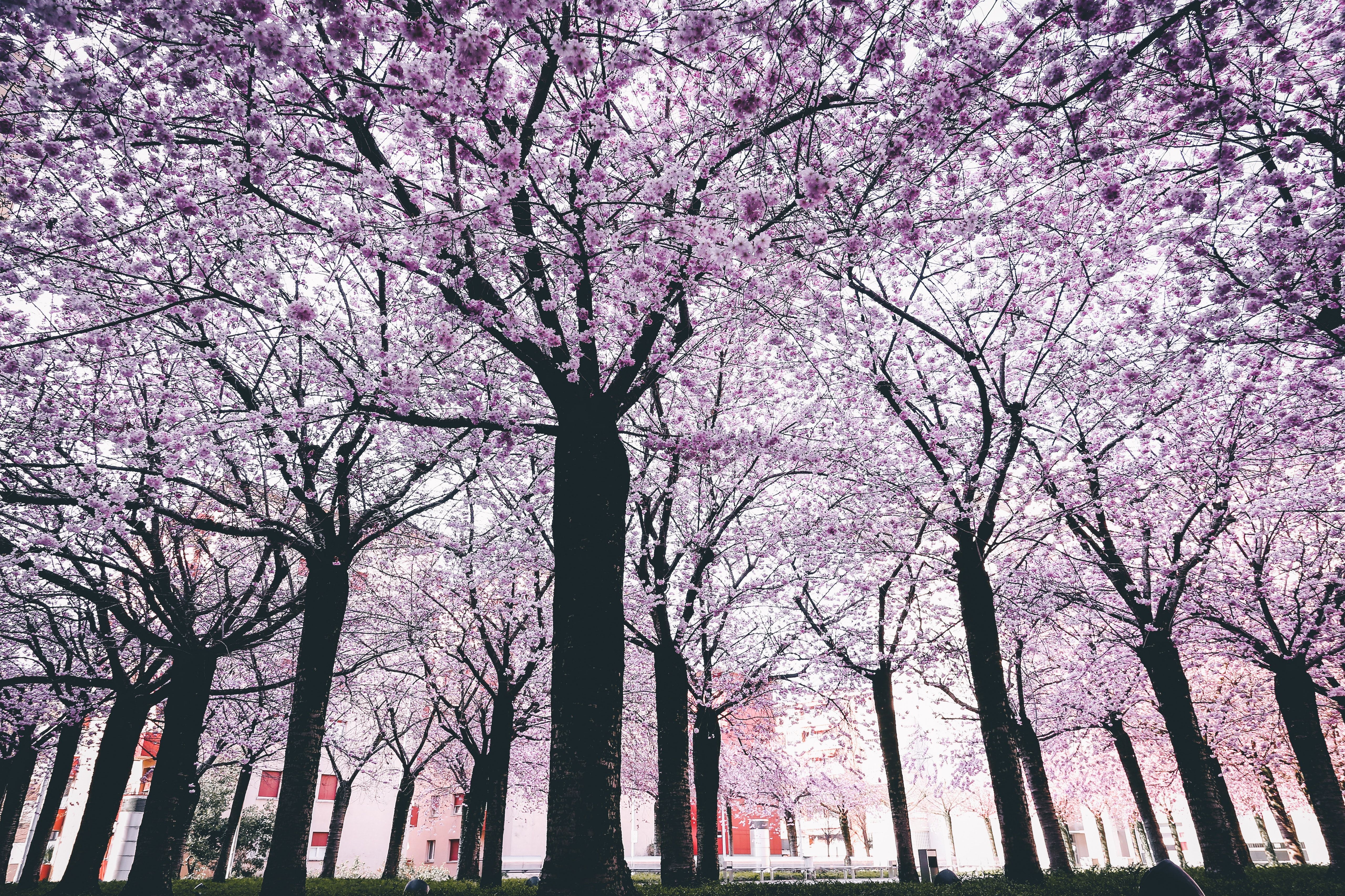 Famous Sakura Flower 5k Wallpaper Hd - Spring Trees , HD Wallpaper & Backgrounds