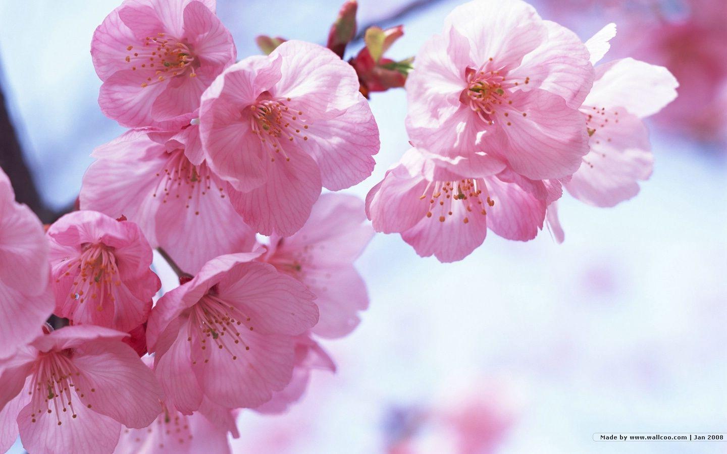 1440*900 Japanese Sakura Wallpapers - Flower Cherry Blossom Free , HD Wallpaper & Backgrounds