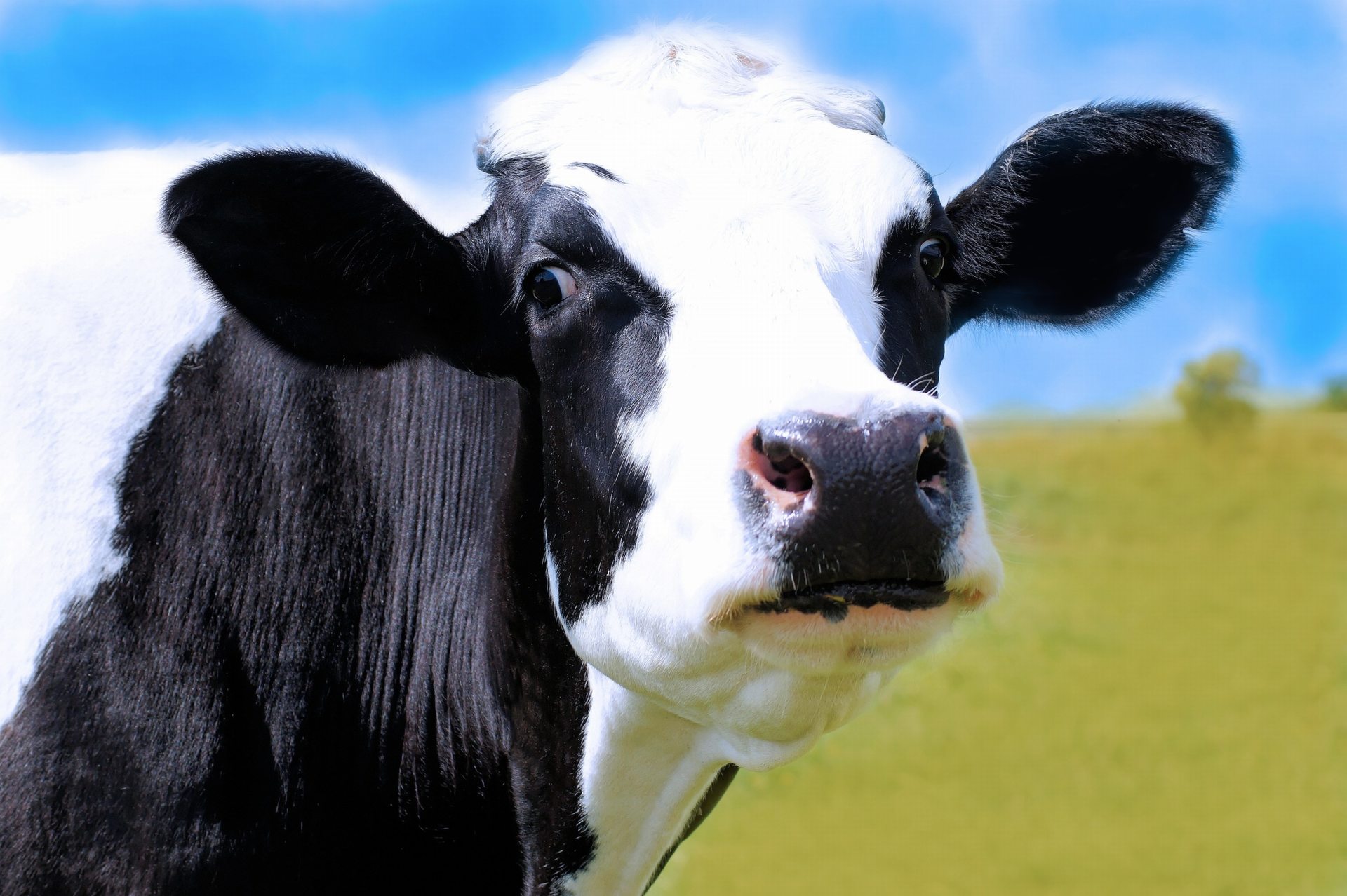 Cute Black And White Cow Wallpaper - Black And White Cow Head , HD Wallpaper & Backgrounds