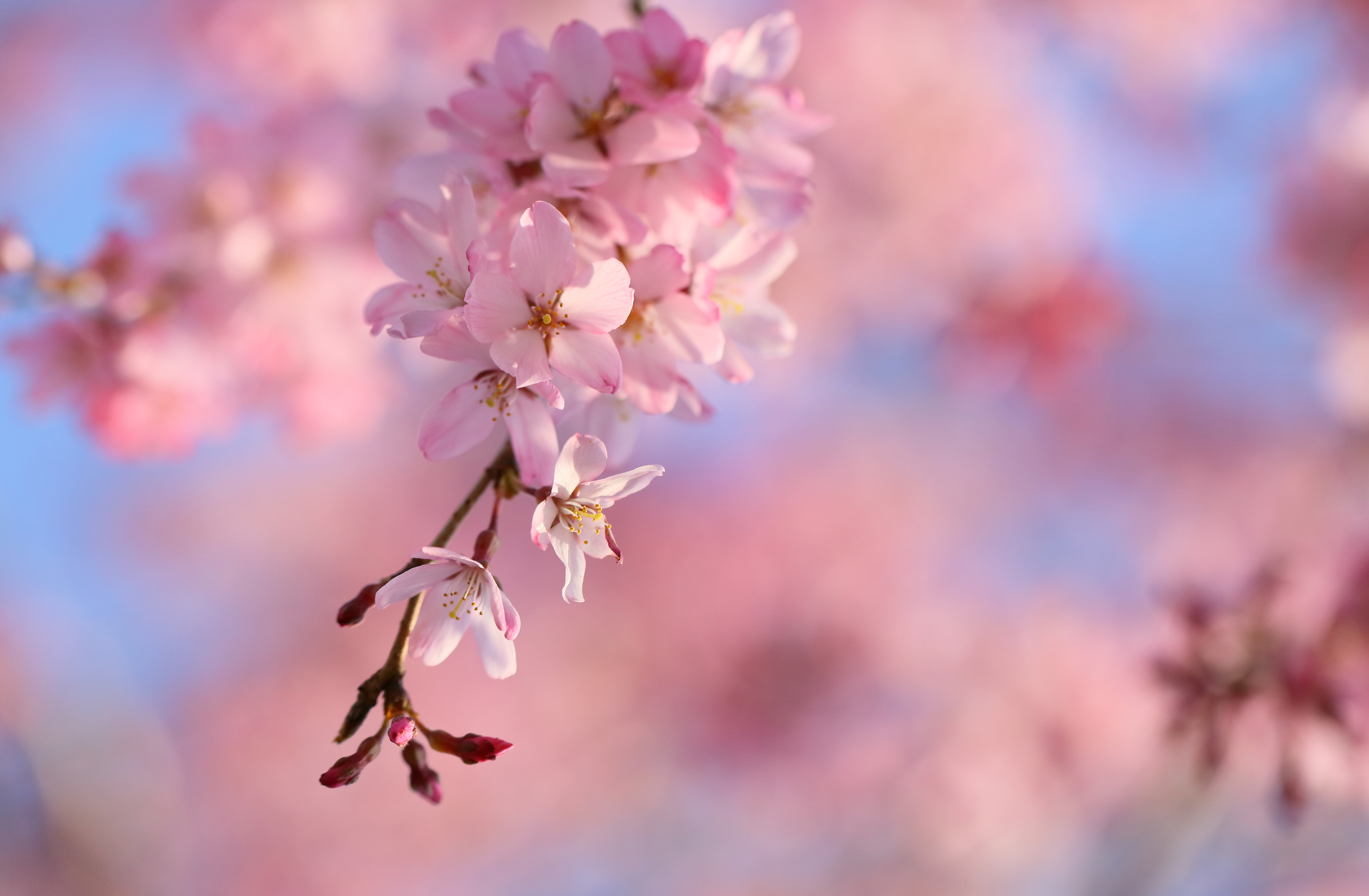 Drooping Cherry Blossoms - Fondos De Pantalla Sakura Hd , HD Wallpaper & Backgrounds