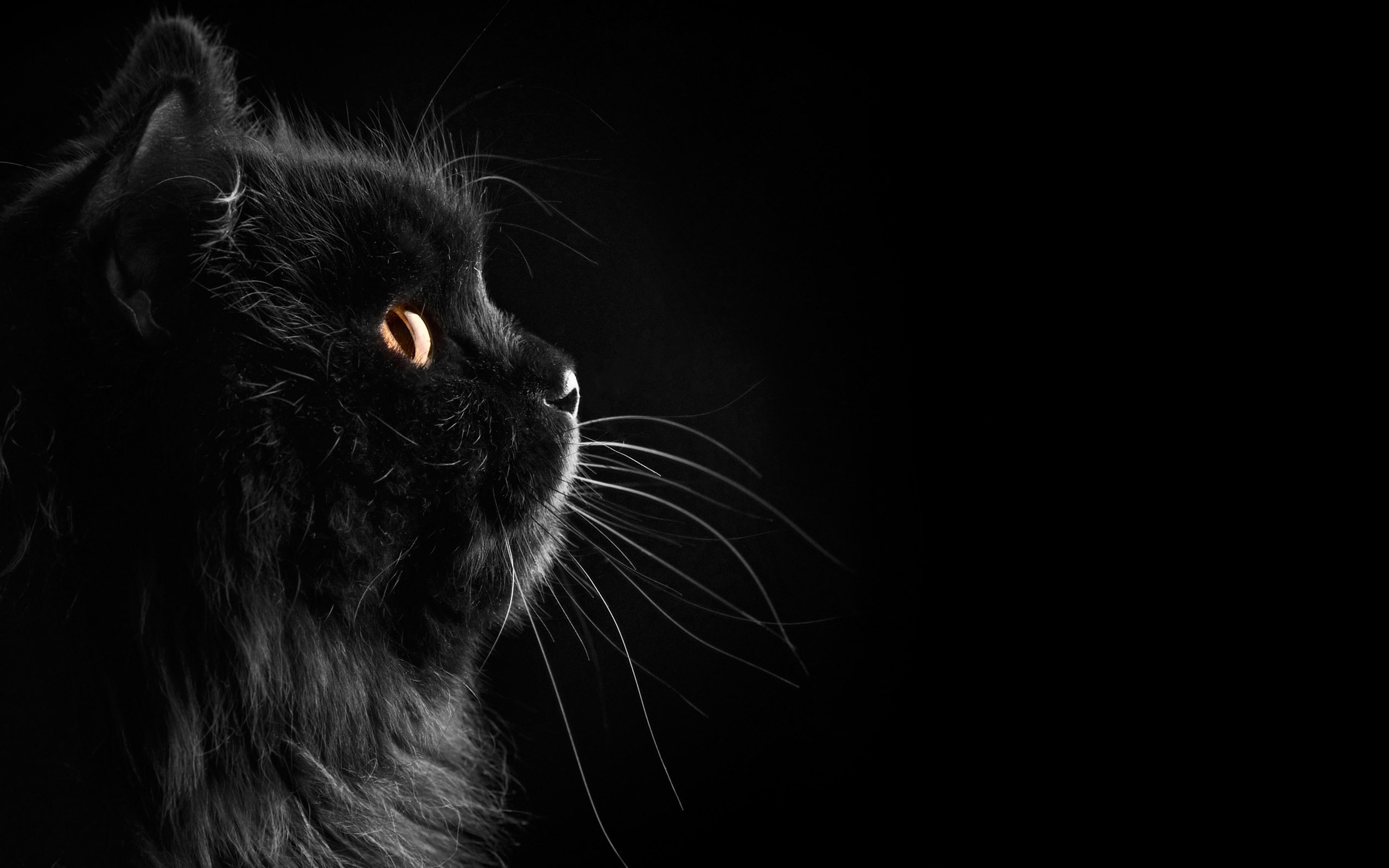 Black Cat Hd Wallpaper , HD Wallpaper & Backgrounds