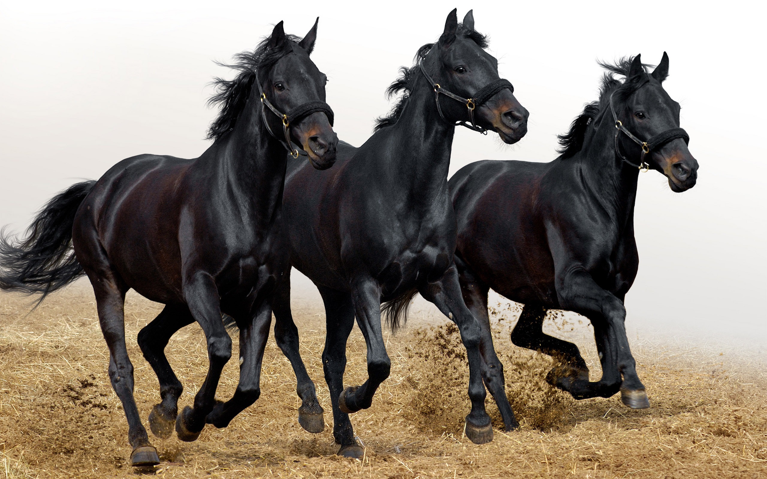 Cute Black Horse Wallpaper - Herd Of Black Horses , HD Wallpaper & Backgrounds