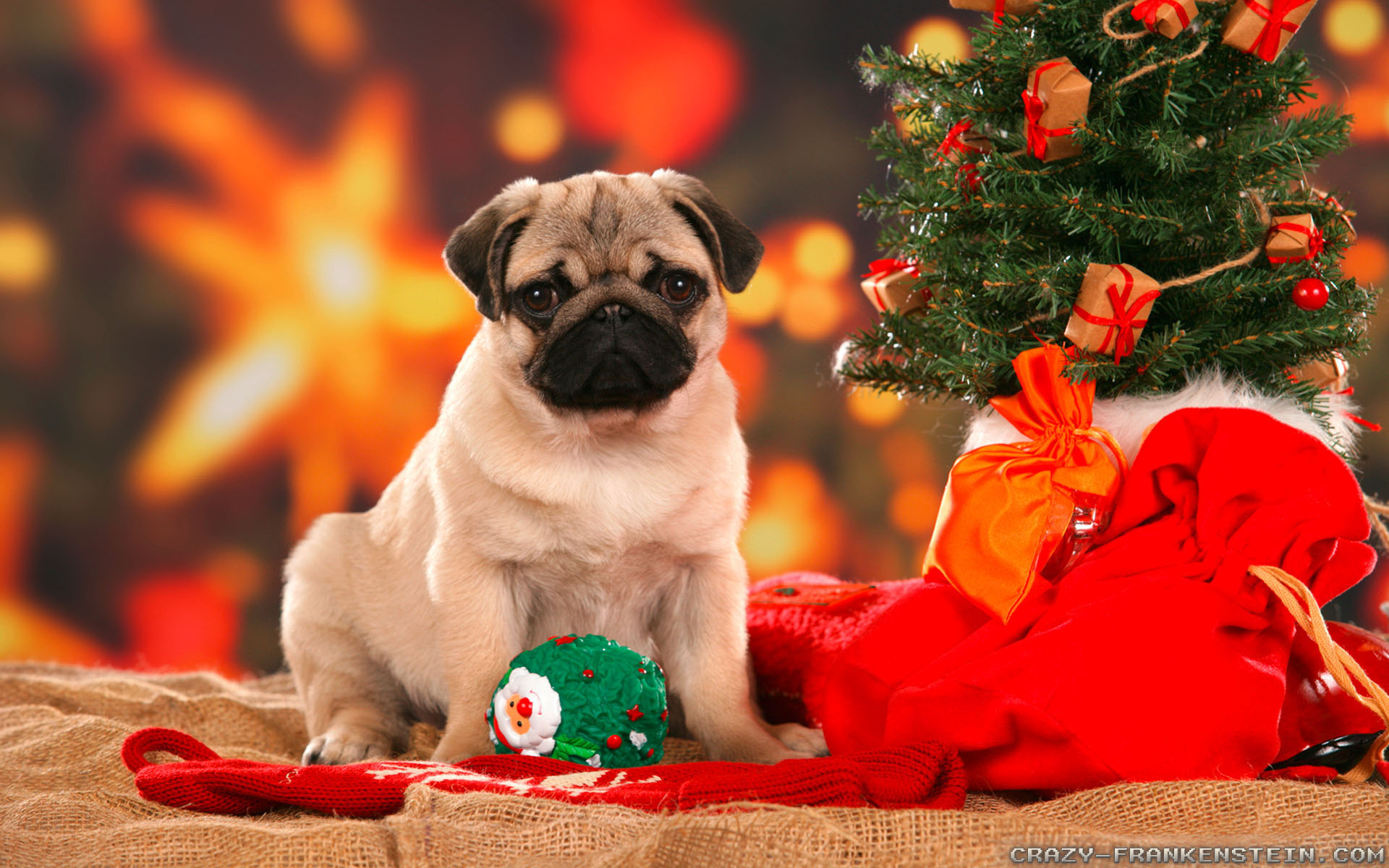 Photo For Christmas Dog 02/06/2018 - Pugs In Christmas Costumes , HD Wallpaper & Backgrounds