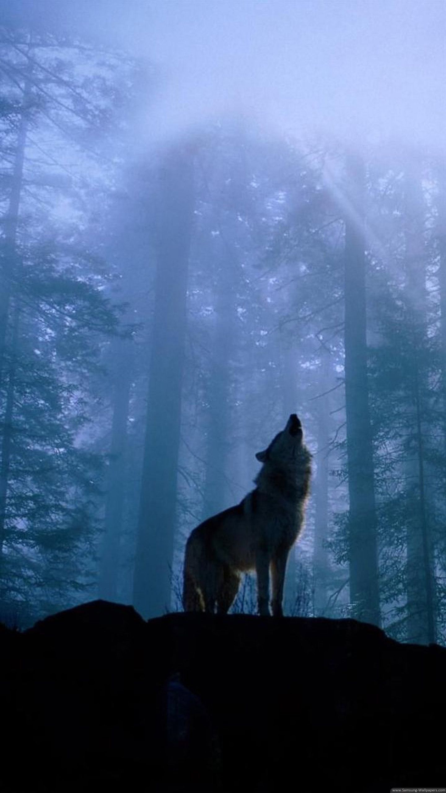 80 Galaxy Wolf Wallpapers On Wallpaperplay - Iphone X Wallpaper Wolf , HD Wallpaper & Backgrounds