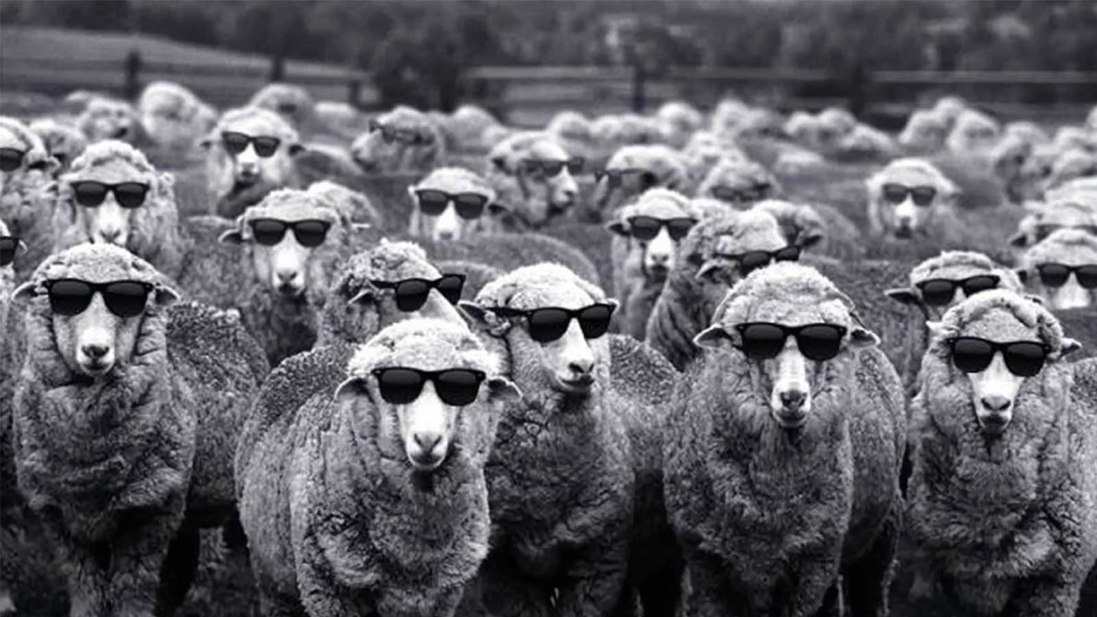 The Social Psychology Of Veganism Conformity - Cool Sheep , HD Wallpaper & Backgrounds