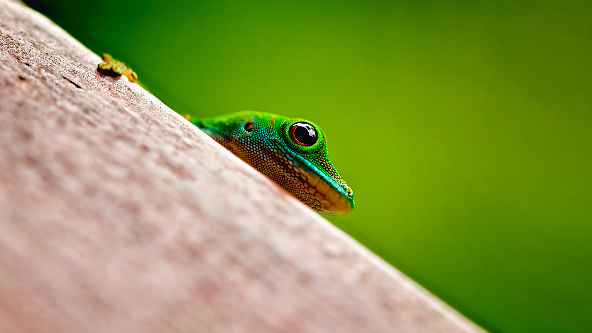 Frog Gionee Android Stock Wallpaper - Carolina Anole , HD Wallpaper & Backgrounds