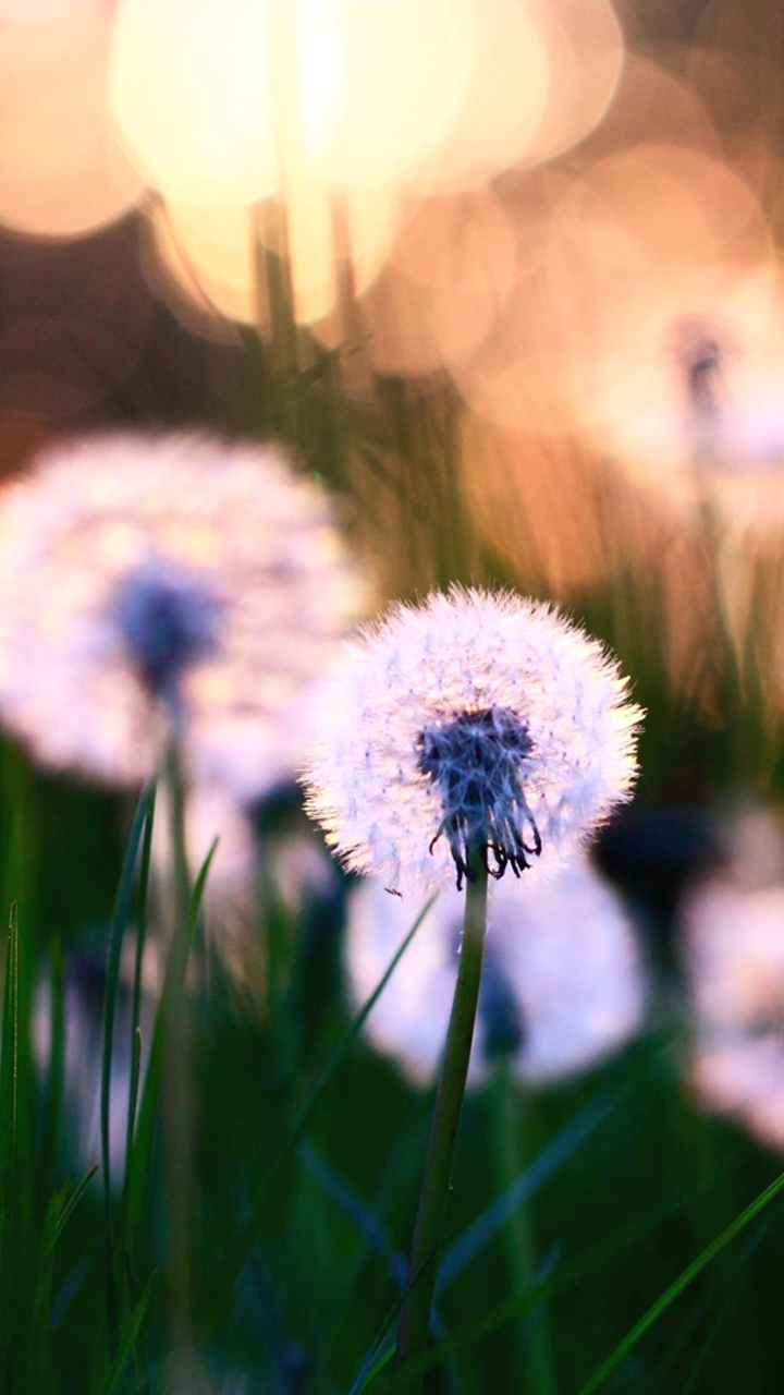 Dandelion For Samsung Lockscreen Wallpaper Free Download - Cute Inspirational Beautiful Quotes , HD Wallpaper & Backgrounds