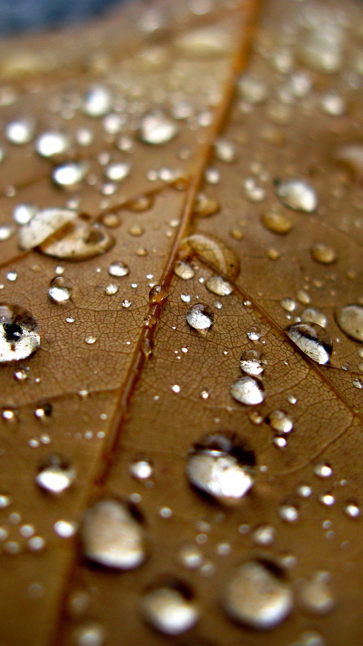 Leaf Rain Water Drop Bokeh Nature Android Wallpaper - Water Wallpaper For Android , HD Wallpaper & Backgrounds