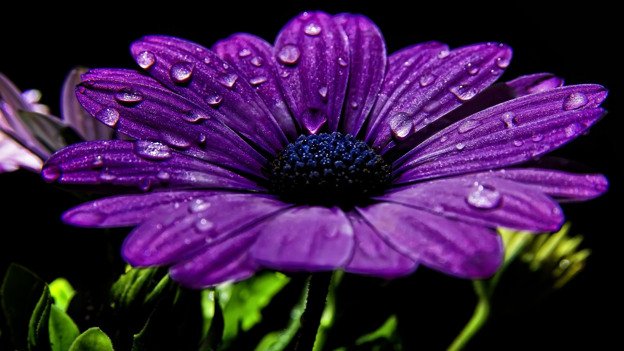 Wallpaper Resolutions - Purple Flowers With Black Background , HD Wallpaper & Backgrounds