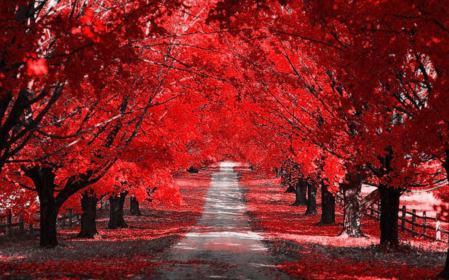 Fall Wallpaper And Background Image - Red Colour In Nature , HD Wallpaper & Backgrounds