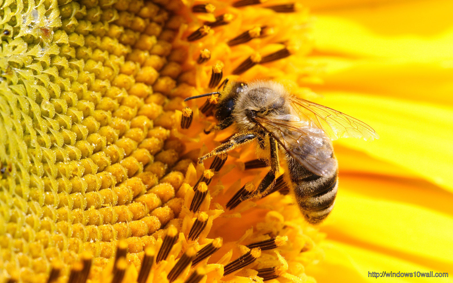Latest Bee Photos Hd Wallpapers Free Download - Honey Bee Hd , HD Wallpaper & Backgrounds