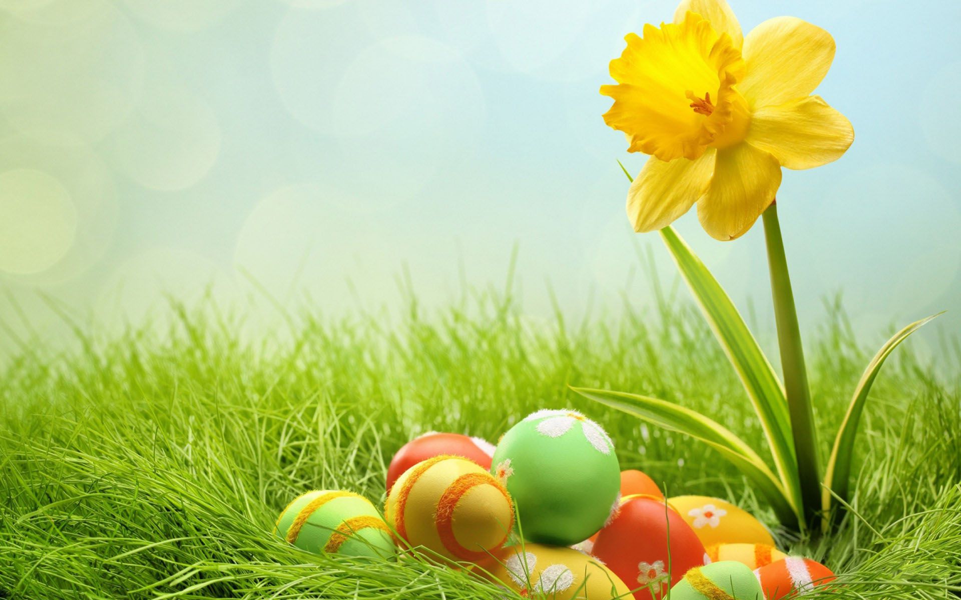 Desktop Hd Yellow Flower Photo Download - Easter Daffodils And Eggs , HD Wallpaper & Backgrounds