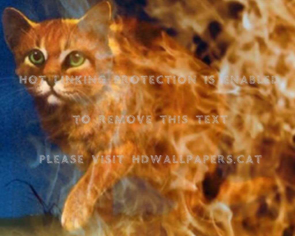 Warrior Cats Wallpaper Firestar , HD Wallpaper & Backgrounds
