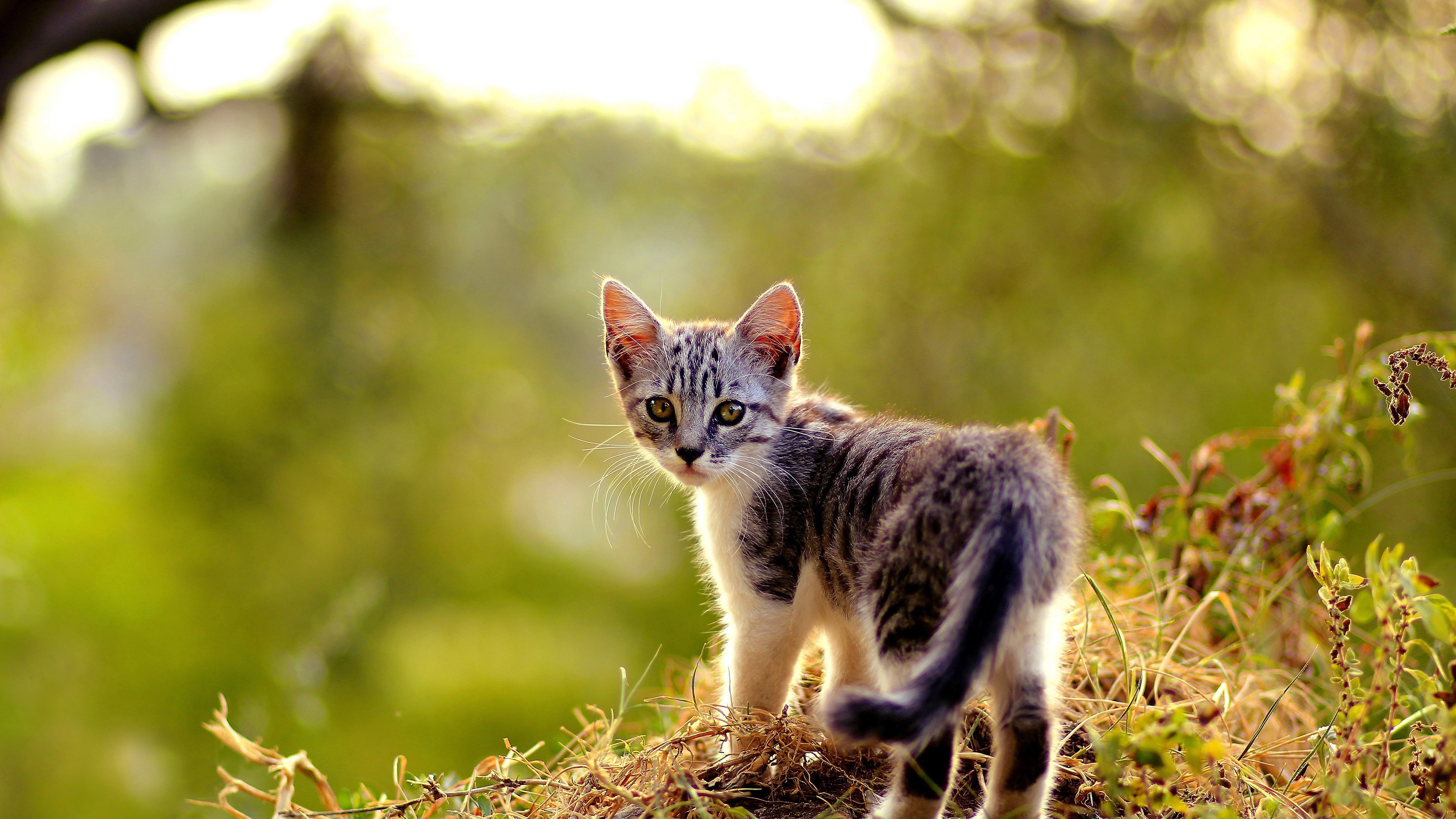 Ultra, Hd, Desktop, Wallpaper, 6 Wallpapers Hd / Desktop - Cat In Grass Background , HD Wallpaper & Backgrounds