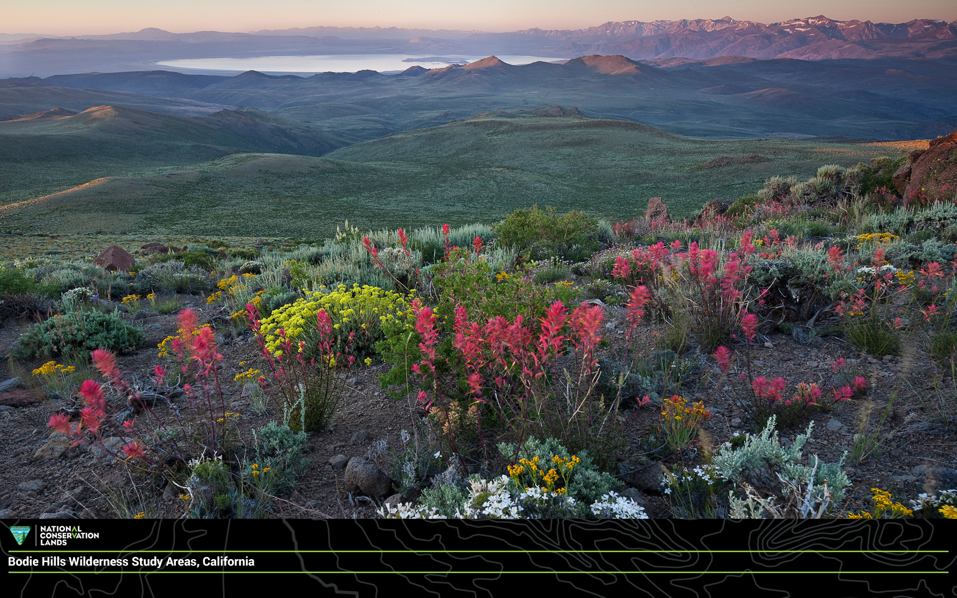 April Conservationlands15 Social Media Takeover Download - Sagebrush Bloom , HD Wallpaper & Backgrounds