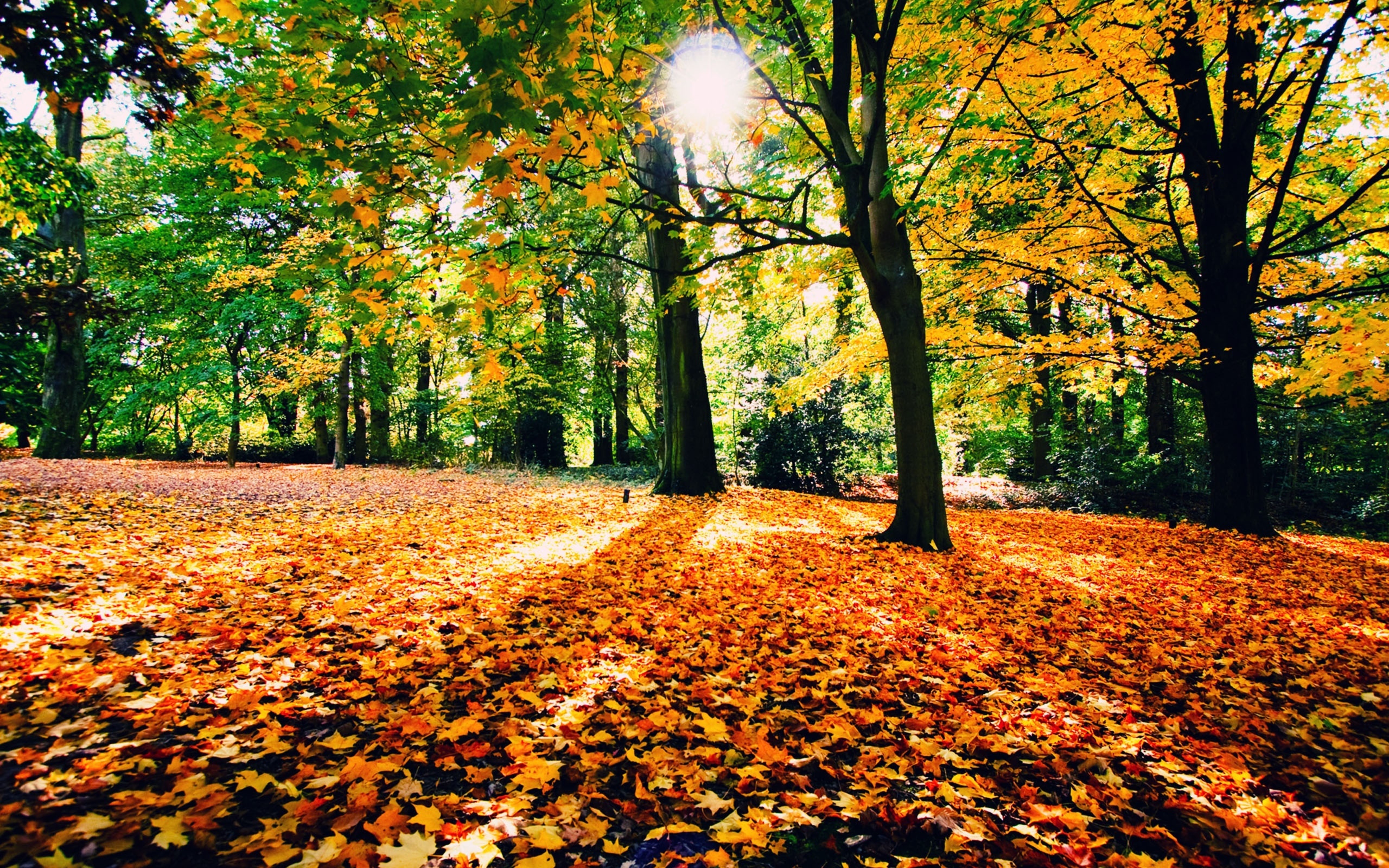 Autumn Carpet In The Forest , HD Wallpaper & Backgrounds