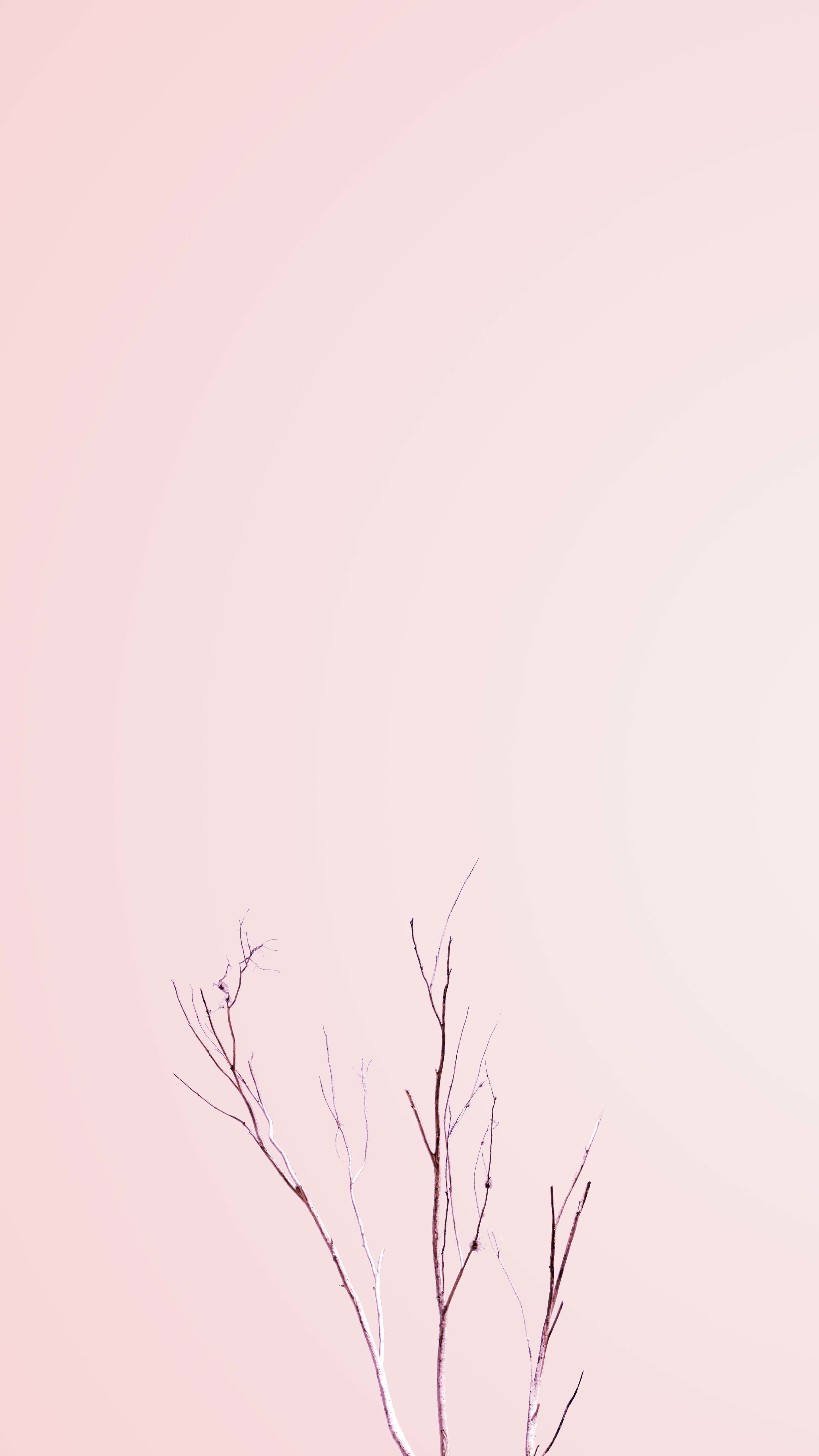 Swooning Soul Pink Wallpaper Iphone, Pink Iphone, Nature - Pastel Minimalist Wallpaper Iphone , HD Wallpaper & Backgrounds
