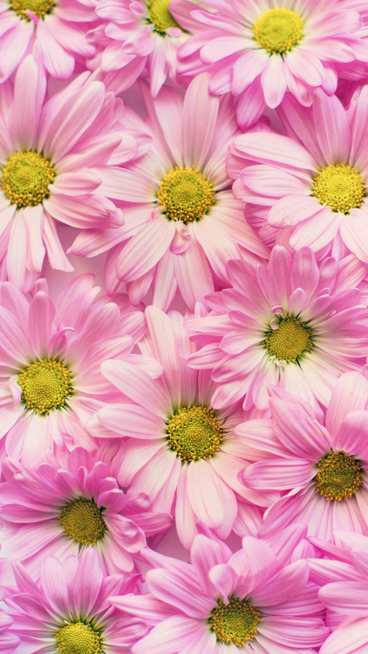 Summer Iphone Wallpapers - Flower Background , HD Wallpaper & Backgrounds