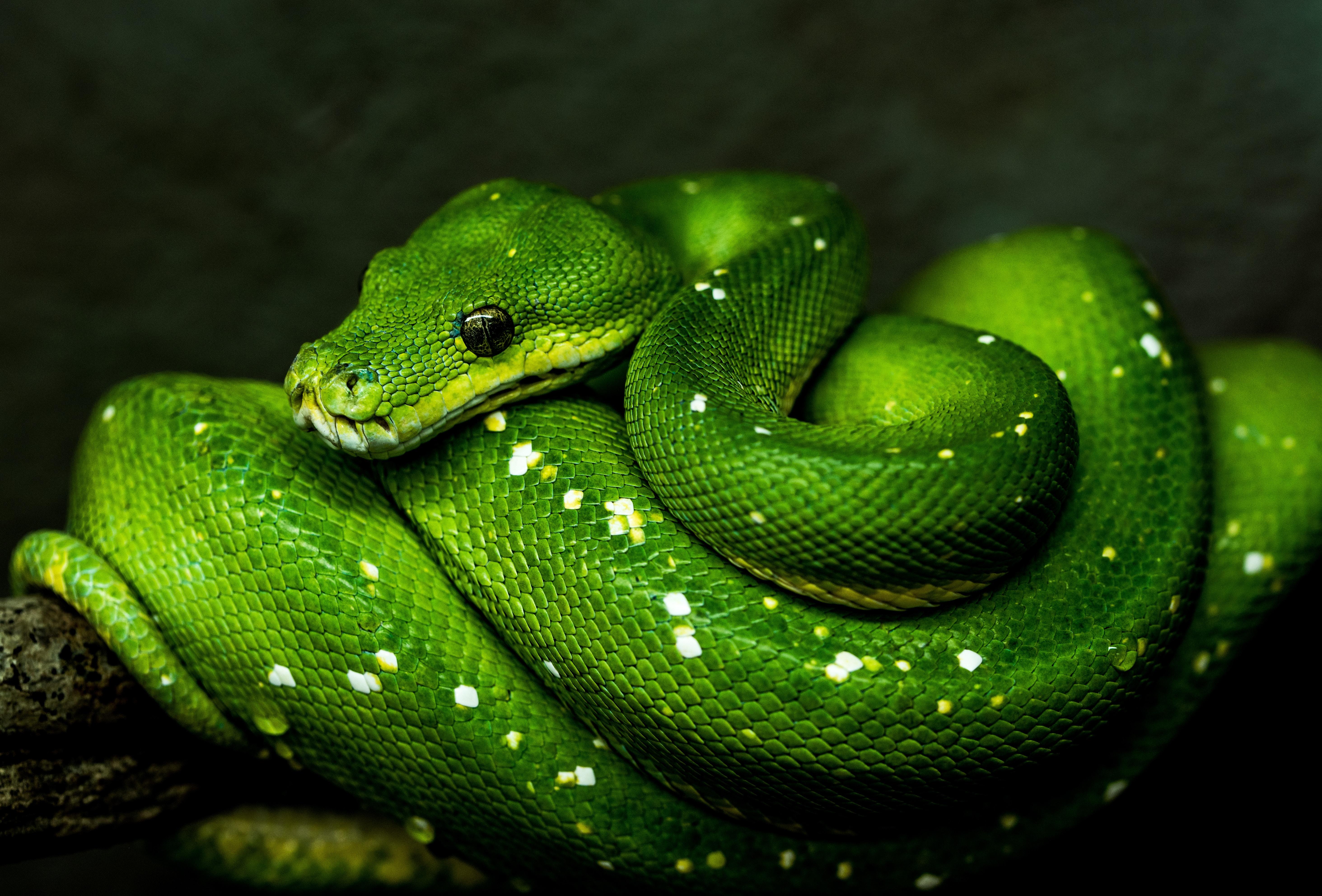 Snake, Green, Reptile, Wildlife - Green Snake , HD Wallpaper & Backgrounds