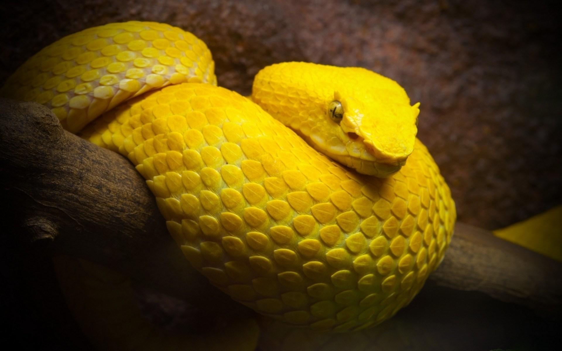 Ular Kuning - Yellow Snake , HD Wallpaper & Backgrounds