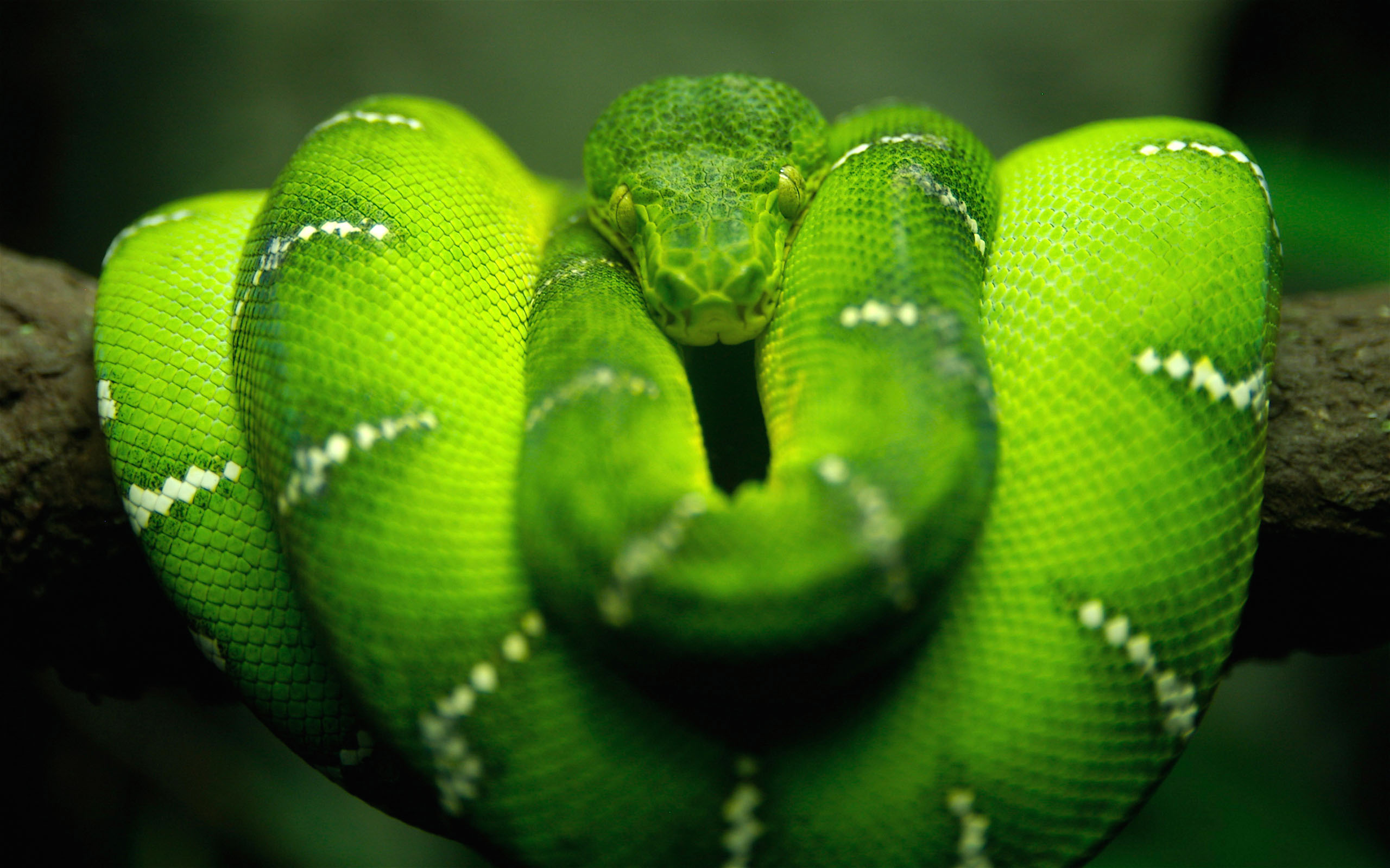 Green Snake Hd Wallpaper - Tree Snake Green , HD Wallpaper & Backgrounds