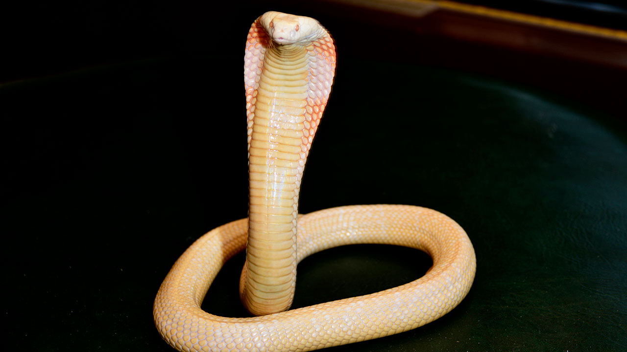 Albino Monocled Cobra - Albino King Cobra Snake , HD Wallpaper & Backgrounds