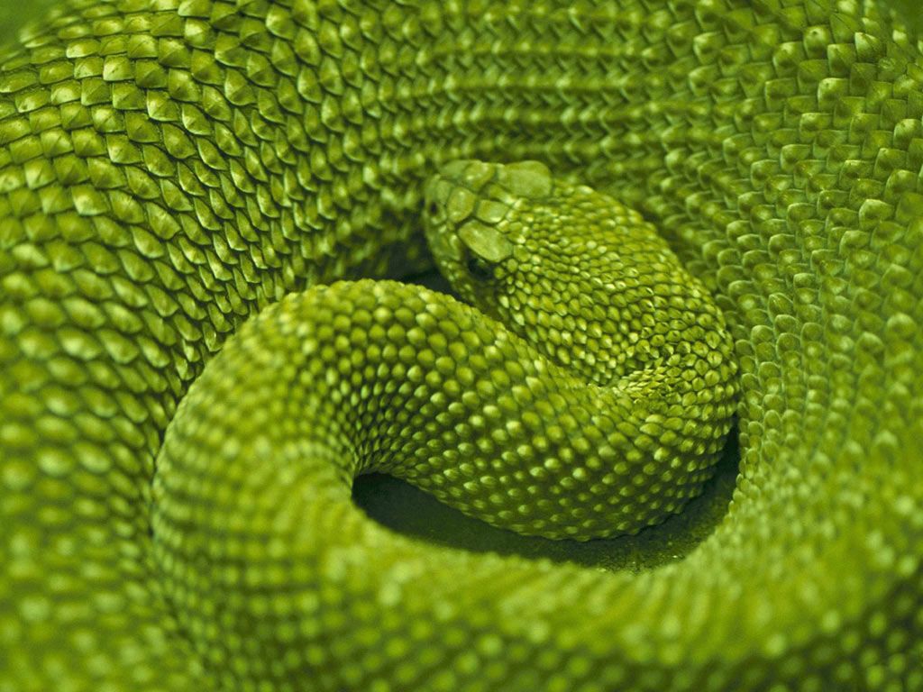 Download - Wildest Snakes In The World , HD Wallpaper & Backgrounds