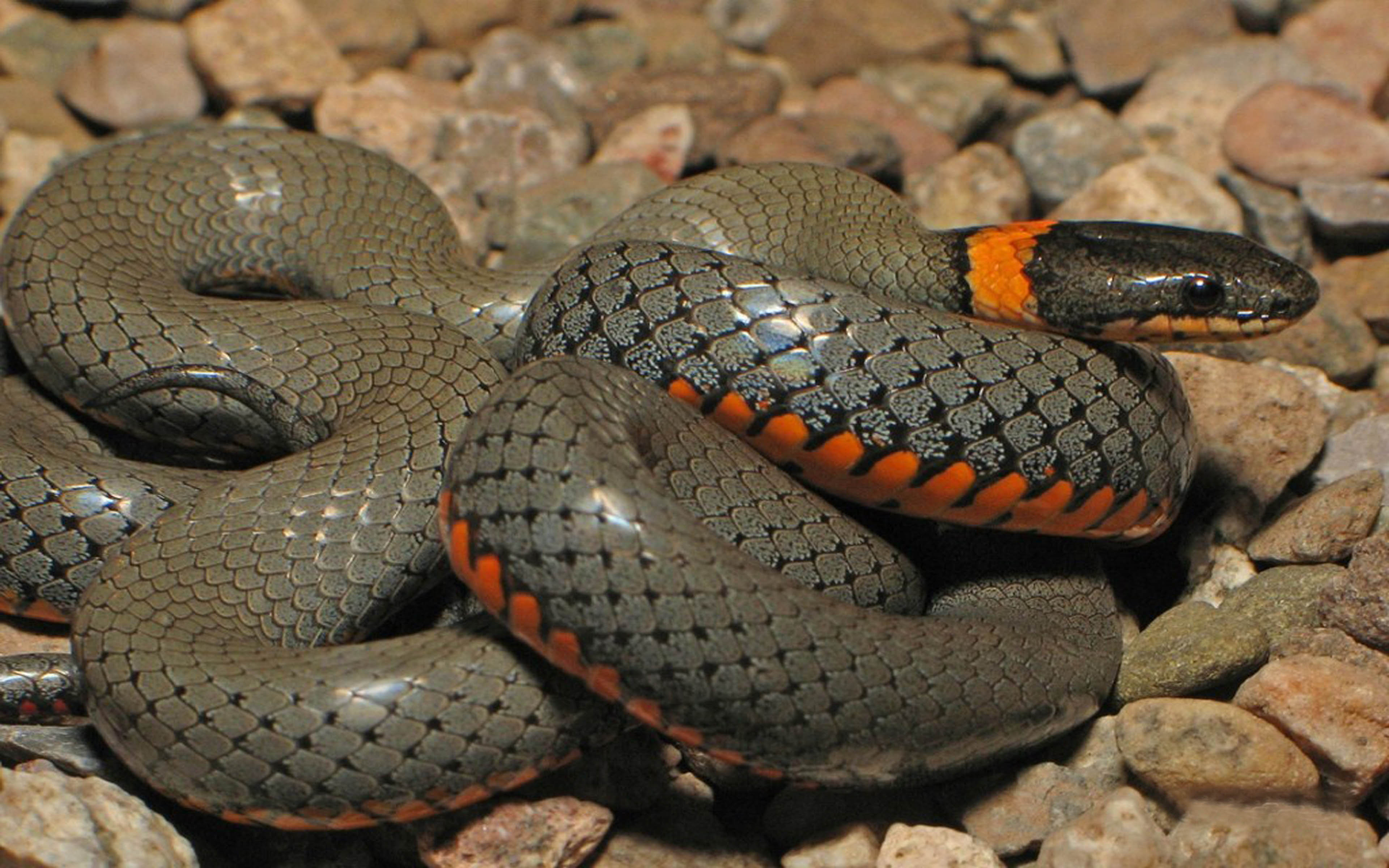 Anaconda Python Snake Hd Wallpaper - Snake Images Free Download , HD Wallpaper & Backgrounds