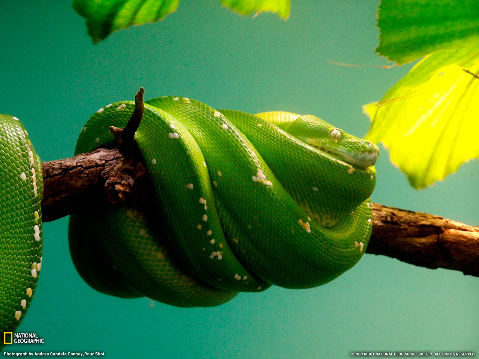 Download - Snake In The World Hd , HD Wallpaper & Backgrounds