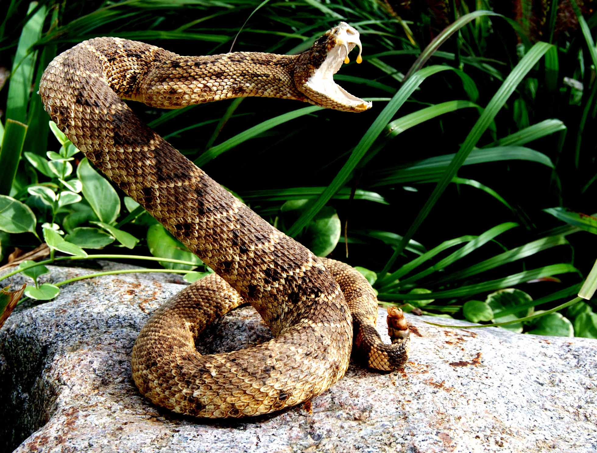 Snake With Open Mouth Hd Wallpapers Wallpapers Wide - Different Snakes , HD Wallpaper & Backgrounds