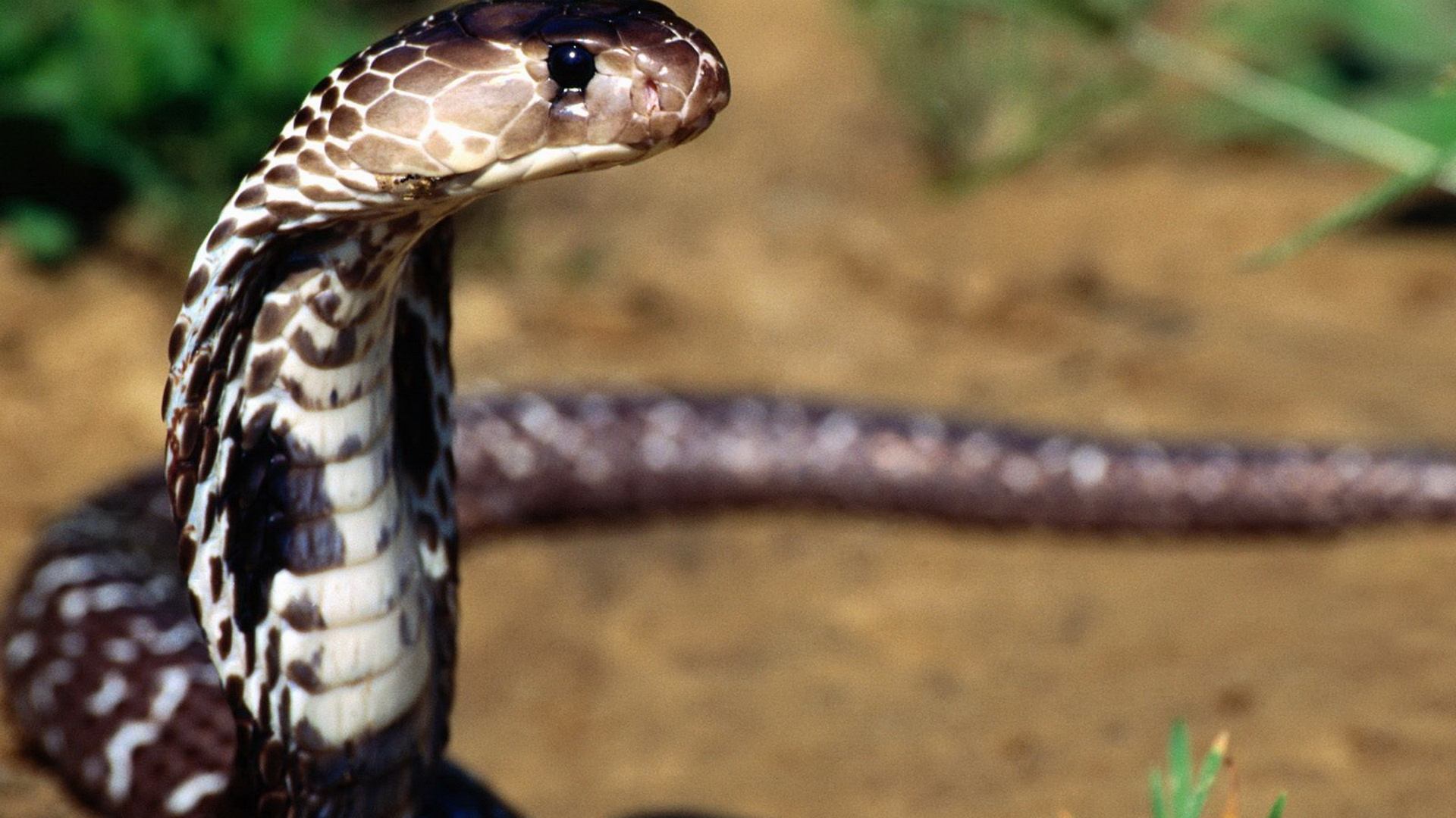 Cobra Snake Hd Wallpapers & Pictures - Snakes Hd , HD Wallpaper & Backgrounds
