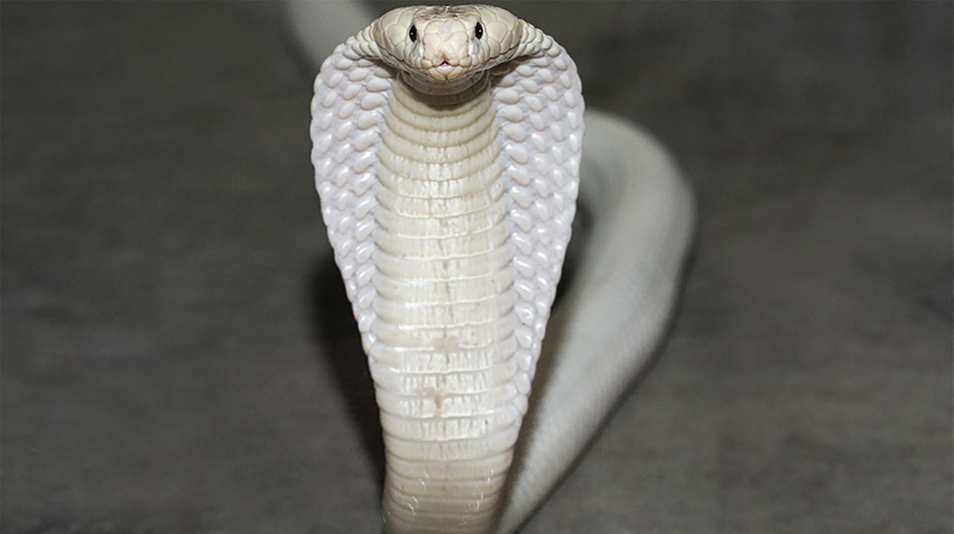 Cobra Free Download - White King Cobra , HD Wallpaper & Backgrounds